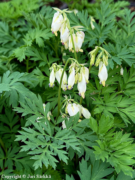 Dicentra Formosa-Ryhm� 'Aurora', purppurapikkusyd�n